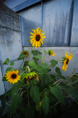 Sonnenblumen